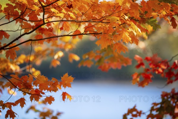 Colorful autumn leaves in vivid shades of orange and red against a serene blurred background in London, Ontario, Canada