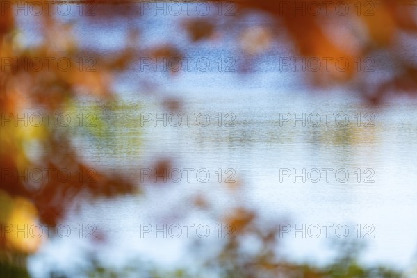 Blurred orange leaves frame a view of a tranquil lake on a sunny autumn day in London, Ontario, Canada