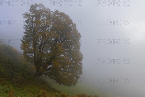 Autumn, fog, tree, leaves, deciduous tree, autumn mood, Pinzgau