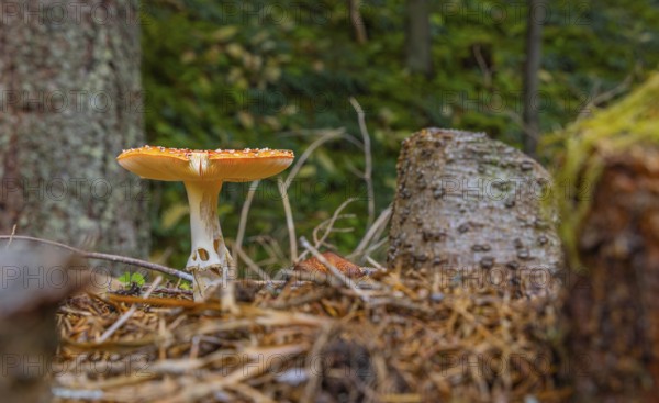Autumn, forest, mushroom, toadstool, (Amanita muscaria), Pinzgau