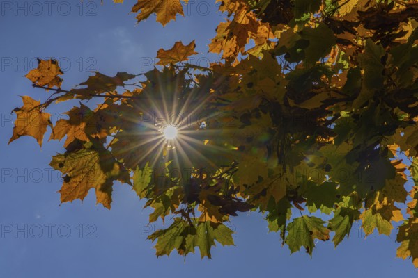 Autumn, sun star, leaves, autumn mood, Pinzgau