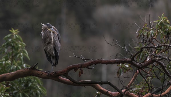 Serene scene of a heron (Ardea cinerea) sitting quietly on a branch amidst forest backdrop in Horseshoe Bay, West Vancouver, British Columbia, Canada