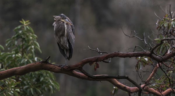 A heron (Ardea cinerea) perched on a tree branch surrounded by greenery in a peaceful natural setting in Horseshoe Bay, West Vancouver, British Columbia, Canada