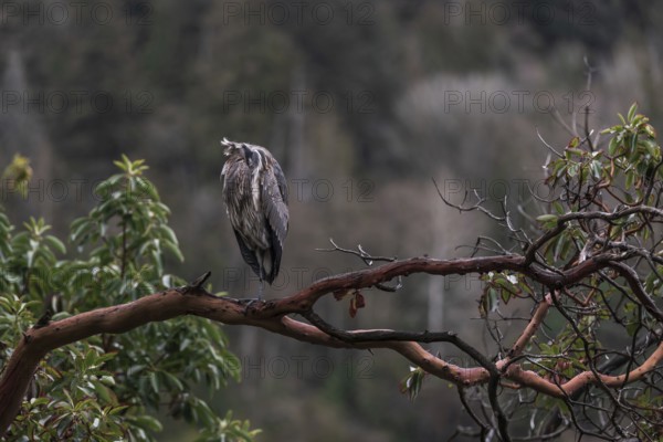 A heron (Ardea cinerea) perches on a branch surrounded by dense forest, embodying tranquility in Horseshoe Bay, West Vancouver, British Columbia, Canada