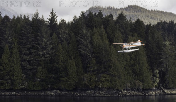 A seaplane flies near a thick forest with towering trees and a moody atmosphere in Tofino, British Columbia, Canada