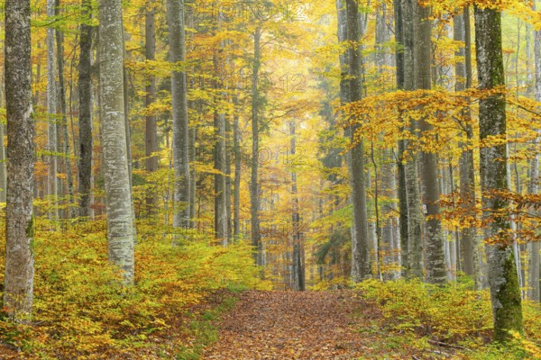 Hiking trail in beech forest (Fagus) in autumn colors, beech plants (Fagaceae), autumn, Leibertingen, Upper Danube nature park Park, Baden-Württemberg, Germany
