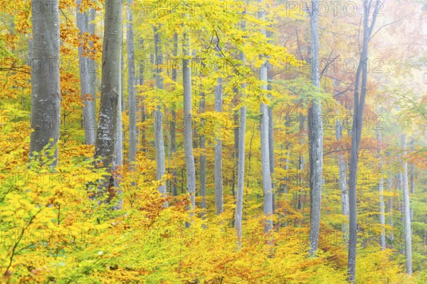 Beech forest (Fagus) in autumn colors, beech plants (Fagaceae), autumn, Leibertingen, Upper Danube nature park Park, Baden-Württemberg, Germany