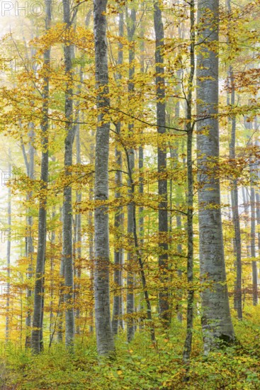 Beech forest (Fagus) in autumn colors, beech plants (Fagaceae), fog, autumn, Leibertingen, Upper Danube nature park Park, Baden-Württemberg, Germany