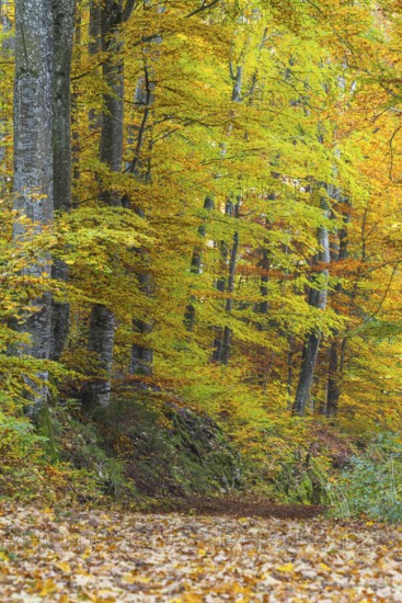 Hiking trail in beech forest (Fagus) in autumn colors, beech plants (Fagaceae), autumn, Leibertingen, Upper Danube nature park Park, Baden-Württemberg, Germany
