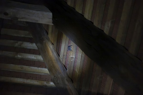 Sleeping bat in roof truss, Graues Langohr, Brandenburg, Germany