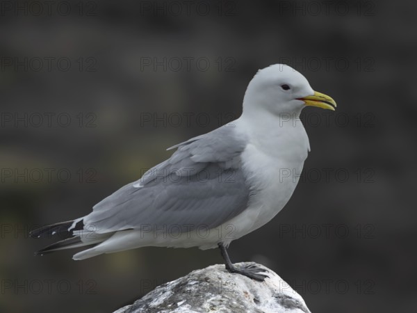 Black-legged Kittiwake (Rissa tridactyla) stands on a rock against a dark background, Grimsey Island, Iceland