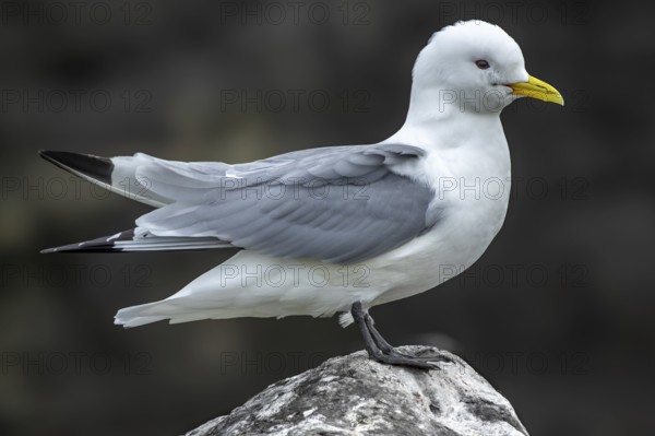 Black-legged Kittiwake (Rissa tridactyla) with slightly open wings standing on a rock, Grimsey Island, Iceland