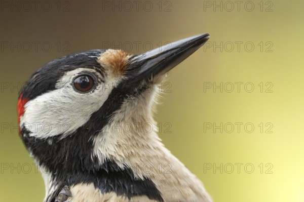 Great spotted woodpecker (Dendrocopos major) portrait photo of the head, floodplain forest, Upper Rhine, Baden-Württemberg, Germany