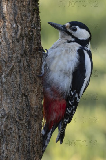 Great spotted woodpecker (Dendrocopos major) resting on tree trunk, Auenwald, Upper Rhine, Baden-Württemberg, Germany