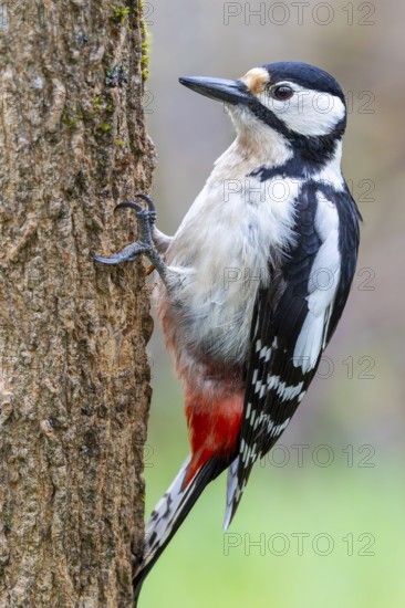 Great spotted woodpecker (Dendrocopos major) sitting on a tree trunk, floodplain forest, Upper Rhine, Baden-Württemberg, Germany