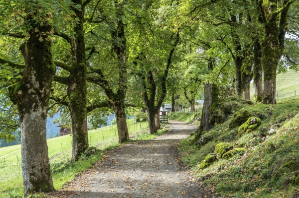 All with sycamore, Gerstruben, Oberstdorf, Allgäu Alps, Oberallgäu, Allgäu, Bavaria, Germany