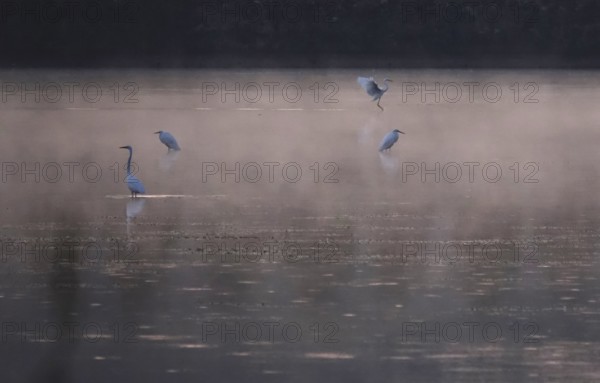 Morning in autumn at a lake with morning fog, Great Egret, Germany