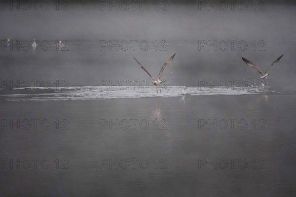 Autumn morning at a lake with morning fog, seagulls, Germany