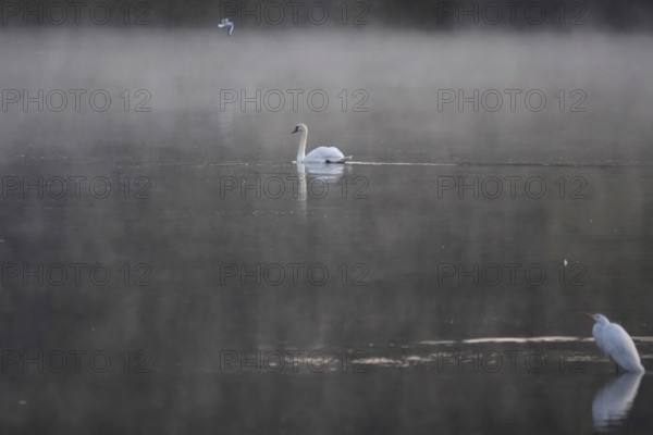 Morning in autumn at a lake with morning fog, great egret, swan, Germany