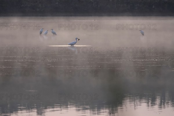 Morning in autumn at a lake with morning fog, great egret with catch, Germany