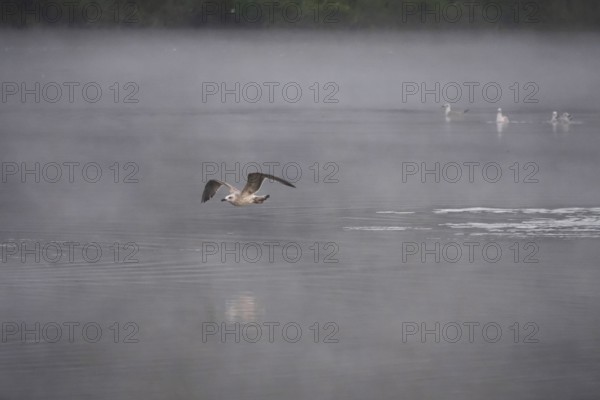 Morning in autumn at a lake with morning fog, seagull, Germany