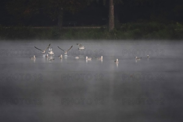 Autumn morning at a lake with morning fog, Germany