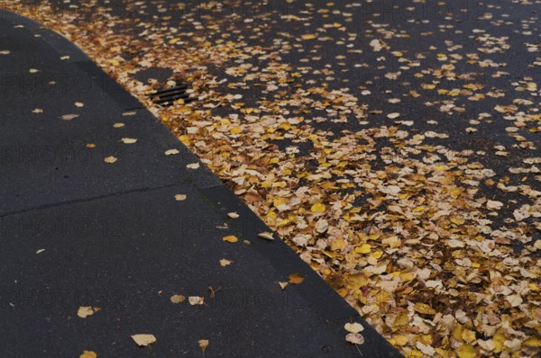 Public road in residential area full of autumn leaves, leaves, wetness, wet, risk of slipping, autumn, residential area, Stuttgart, Baden-Württemberg, Germany