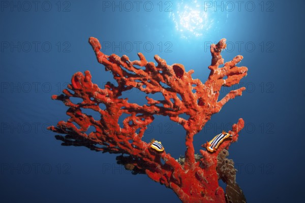 Pajama slug (Chromodoris quadricolor), two, crawling over Red Fire Sponge (Latrunculia magnifica), poisonous, Red Sea, Port Safaga, Egypt