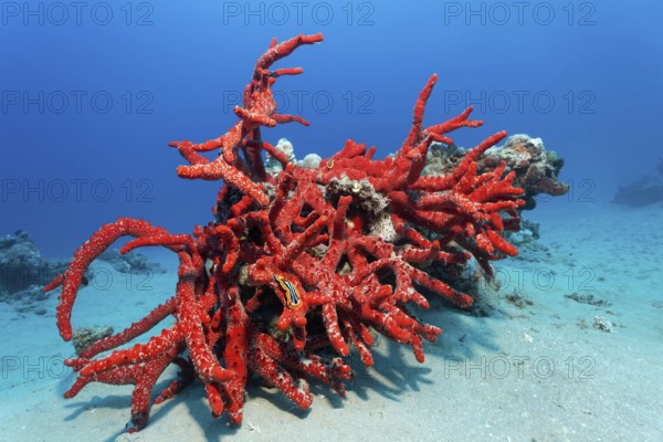 Pajama snail (Chromodoris quadriclor) crawls over poisonous Red Fire Sponge (Latrunculia magnifica), Red Sea, Port Safaga, Egypt