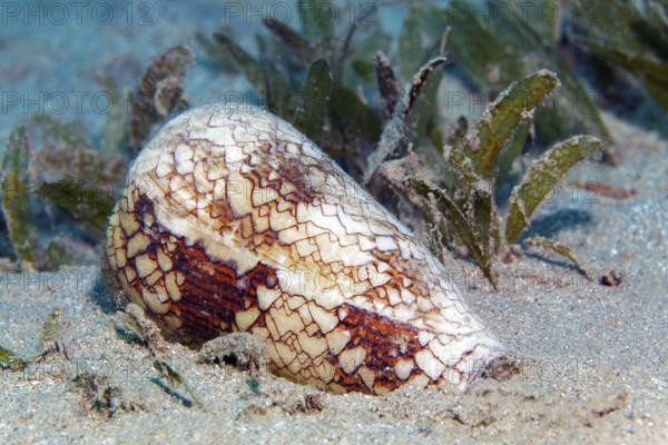 Conical snail (Conus Textile), shell, sandbed, seagrass grass, Red Sea, Marsa Alam, Egypt