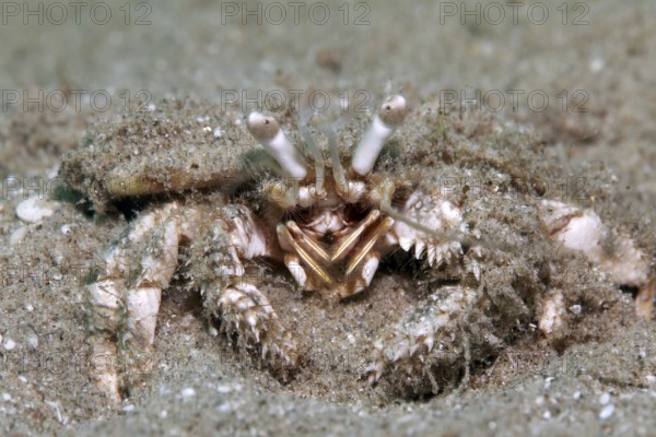 Dardanus hermit crab (Dardanus) buried in sand, from the front, Red Sea, Marsa Alam, Egypt