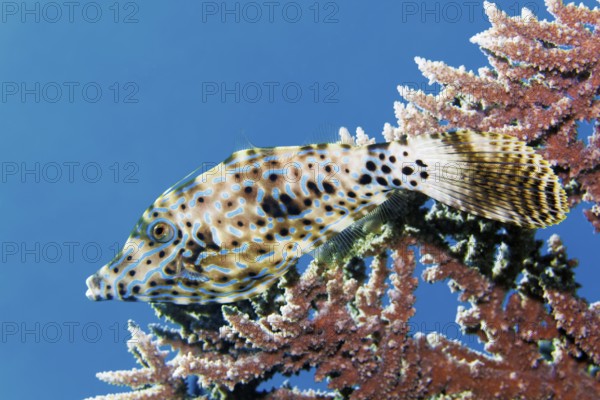 Writing filefish (Aluterus scriptus), hiding under Acropora coral (Acropora), Red Sea, Marsa Alam, Egypt
