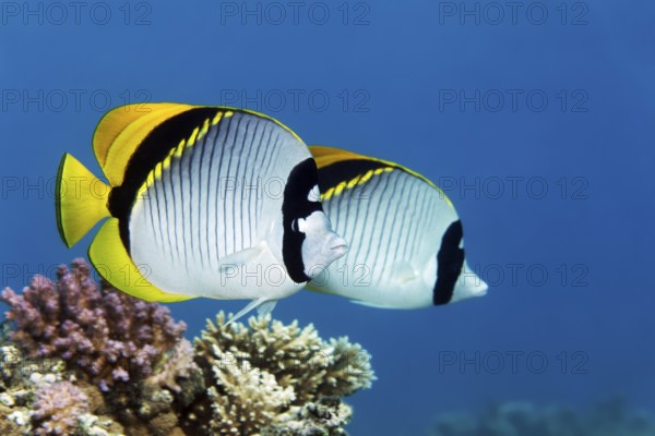 Giant butterflyfish (Chaetodon lineolatus), pair, swimming over Acropora stony corals (Acropora sp.), Red Sea, Marsa Alam, Egypt