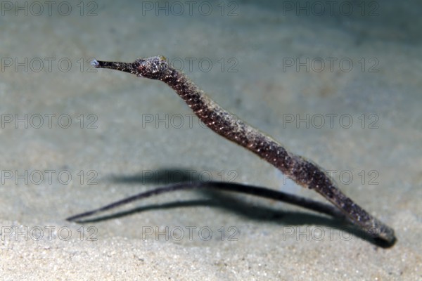 Walking stick sea needle, Double-ended pipefish (Trachyrhamphus bicoarctatus), sandy bottom, Red Sea