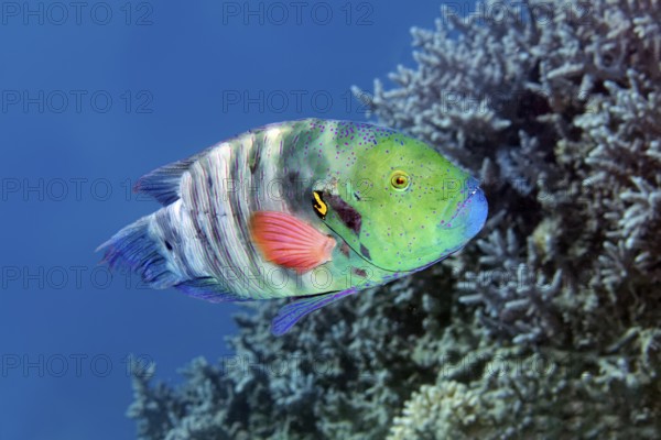Red-breasted wrapfish (Cheilinus fasciatus) swims across coral reef, Red Sea, Marsa Alam, Egypt