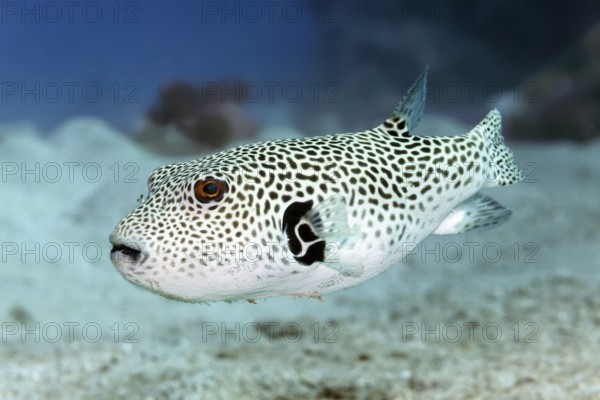 Young giant pufferfish (Arothron stellatus), Red Sea, Marsa Alam, Egypt