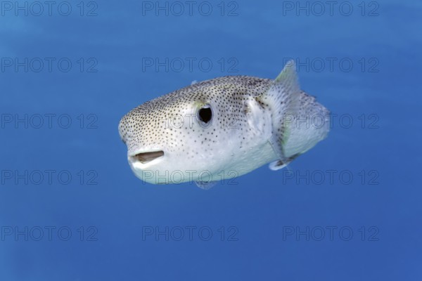 Spotted hedgehog fish (Diodon hystrix) swimming in blue water, Red Sea, Marsa Alam, Egypt