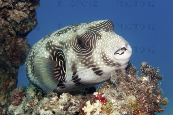 White-spotted pufferfish (Arothron hispidus) resting on stony coral, Red Sea, Marsa Alam, Egypt