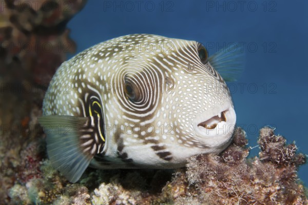 Portrait of white-spotted pufferfish (Arothron hispidus) resting on coral, Red Sea, Marsa Alam, Egypt