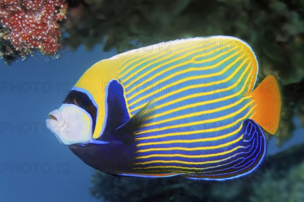 Emperor angelfish (Pomacanthus imperator) swims across coral reef, Red Sea, Marsa Alam, Egypt