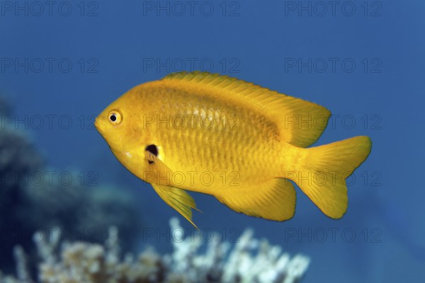 Lemon-yellow demoiselle (Pomacentrus sulfureus) yellow, swimming across coral reef, Red Sea, Marsa Alam, Egypt