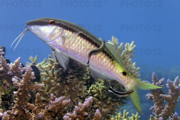 Longbartel red mullet (Parupeneus macronemus) with common cleaning fish (Labroides dimidiatus), two, cleaning station, Red Sea, Marsa Alam, Egypt