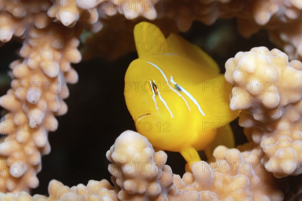 Lemon ground (Gobiodon citrinus) hiding in Agropora coral (Agropora), Yellow, Red Sea, Port Safaga, Egypt