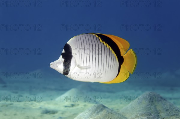 Giant butterflyfish (Chaetodon lineolatus) swimming across sandy bottom, Red Sea, Marsa Alam, Egypt