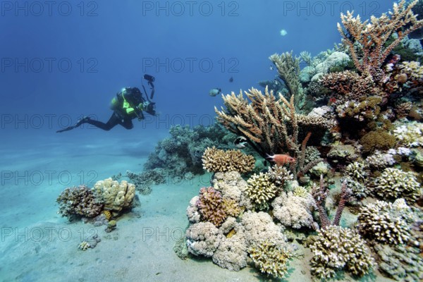 Underwater photographer, diver with underwater camera, camera, approaching intact, small coral reef, Red Sea, Marsa Alam, Egypt