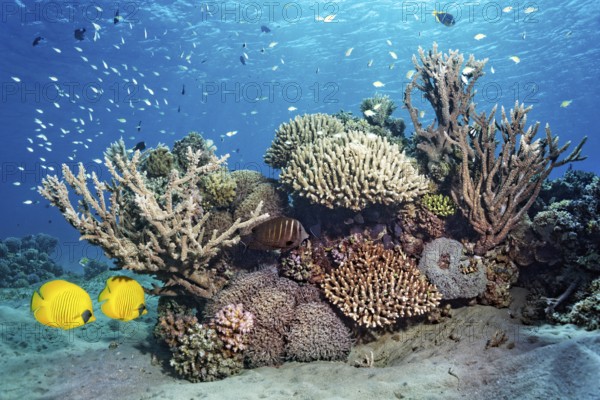Small coral reef with various hard corals, pair (Chaetodon semilarvatus), Indian Red sea sailfin tang (Zebrasoma desjardinii), Red Sea, Marsa Alam, Egypt