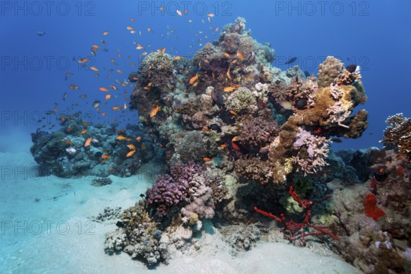 Small coral reef with various corals, shoal of fish, swarm of jeweled sea bass (Pseudanthias Squamipinnis), Red Sea, Mars Alam, Egypt
