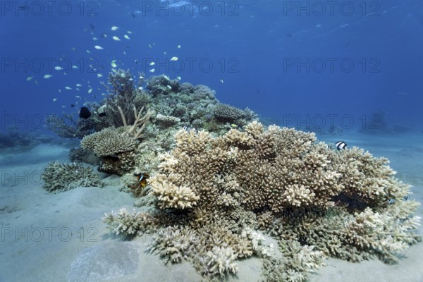 Typical, intact, small coral reef, spot reef made from Acropora coral (Acropora), various reeffish, shallow water, Red Sea, Marsa Alam, Egypt