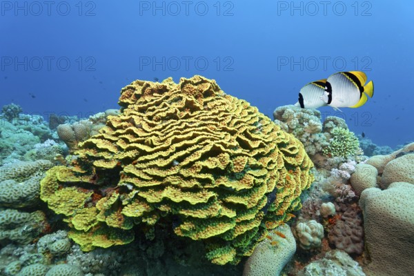 Giant butterflyfish (Chaetodon lineolatus), pair, swimming over twisting lettuce coral (Turbinaria reniformis), Red Sea, Marsa Alam, Egypt