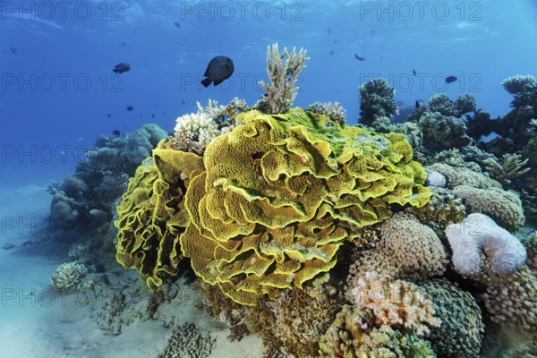 Small, intact, spotted reef, coral reef, yellow salad coral (Turbinaria mesenterina) various stony corals, above Red Sea Prussian fish (Dascyllus marginatus), Red Sea, Marsa Alam, Egypt